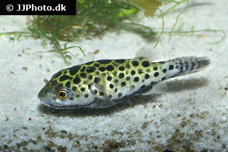 Grønplettet kuglefisk (Tetraodon Nigroviridis)